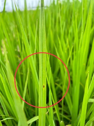 忽冷忽熱葉稻熱病現蹤 嘉縣府籲農友加強防治