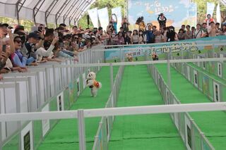 台南第1屆熱狗盃登場 近200隻毛小孩亮相較勁