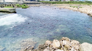 新店碧潭堰鰱魚大爆發 罕見逾千尾跳躍洄游壯觀