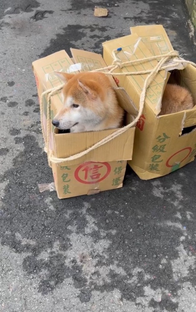 18隻柴犬從新竹一路棄養苗栗 疑非法繁殖場涉案 | 華視新聞