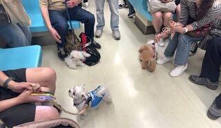 北捷淡水信義線狗狗友善列車  毛孩探索車廂萌翻