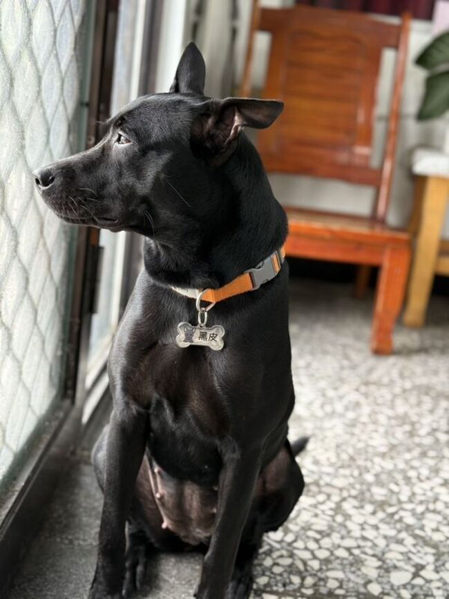 宜縣警員心情差踹傷所犬黑皮 挨罰1.5萬元 | 華視新聞