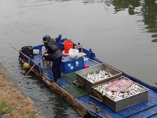 高雄愛河魚群死亡 環保局研判氣溫驟降導致