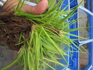 台灣水韭免於滅絕 林試所發現低溫儲存促孢子發芽