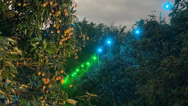 高市揪出荔枝主要危害物種中華細蛾 推夜間綠光除蟲 | 華視新聞