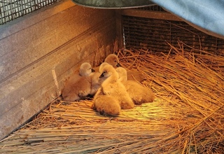 修車師范進軒自學孵育  MIT醜小鴨變白天鵝