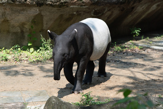 北市動物園馬來貘「莉姆路」  長大中、已達180公斤