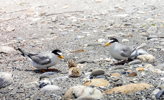 和平溪口小燕鷗繁殖熱點  台泥組巡守隊