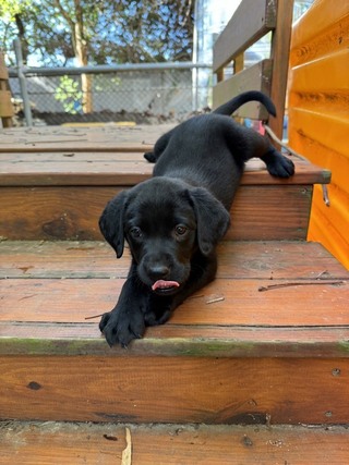 海關與惠光導盲犬學校合作 擴大緝毒犬育種基因庫