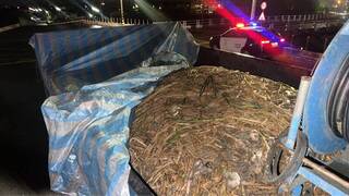 宵小趁雨天竊蒜頭 虎尾警攔查圍捕人贓俱獲