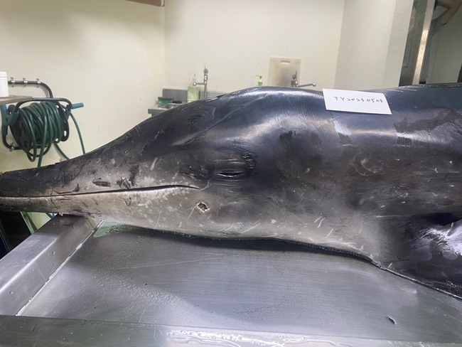海豚擱淺桃園濕地搶救不治 解剖研判死因為遭槍擊 | 華視新聞