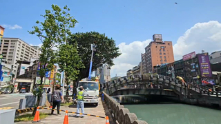 議員指修路樹粗暴恐危鷺鷥 基市允未來避開繁殖期