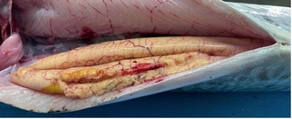 世界首批  水試所成功培育土魠魚人工種魚