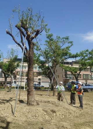 民團批高捷黃線砍行道樹 市府：專業評估後依規辦理
