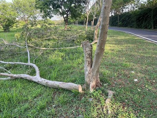 新竹千甲空品區光臘樹遭鋸斷  市府報警究責