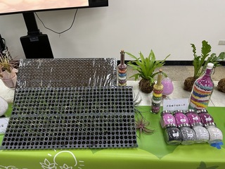 人口老化洋蔥種子育苗缺工  種苗場全程機械化