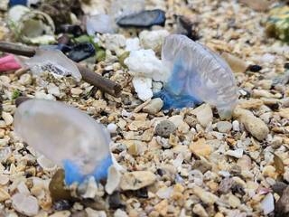 僧帽水母現蹤北海岸潮間帶  北觀處提醒民眾勿觸碰