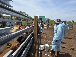 金門金沙養牛場占用國有地 百頭牛隻將遷移畜試所