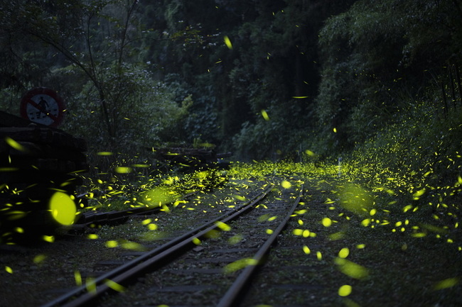 螢光閃閃 嘉縣文觀局推薦23處賞螢秘境 | 華視新聞