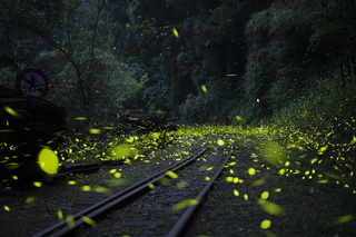 螢光閃閃 嘉縣文觀局推薦23處賞螢秘境