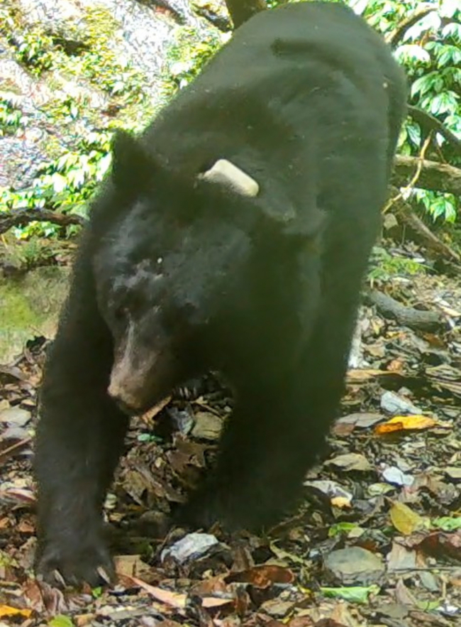 花蓮黑熊入侵掠食雞、看門狗 林業保育署強力驅趕 | 華視新聞