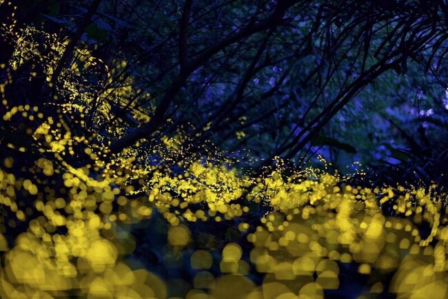 螢火蟲季欣賞夢幻螢光 宜蘭各地推導覽活動 | 華視新聞