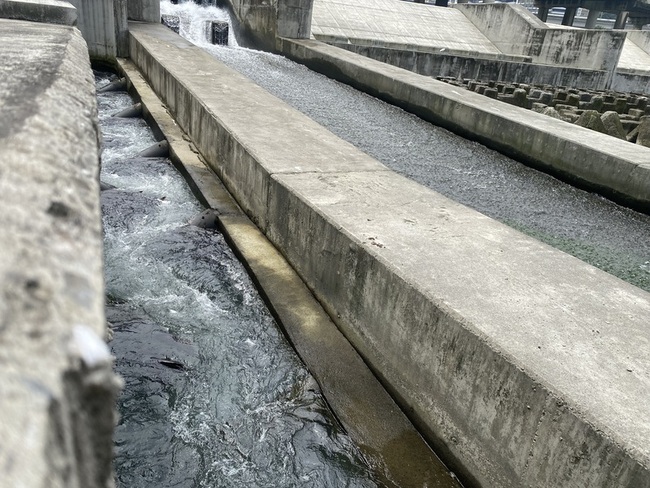 鰱魚洄游碧潭引關注  新北：魚道難阻絕外來種 | 華視新聞