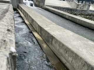 鰱魚洄游碧潭引關注  新北：魚道難阻絕外來種