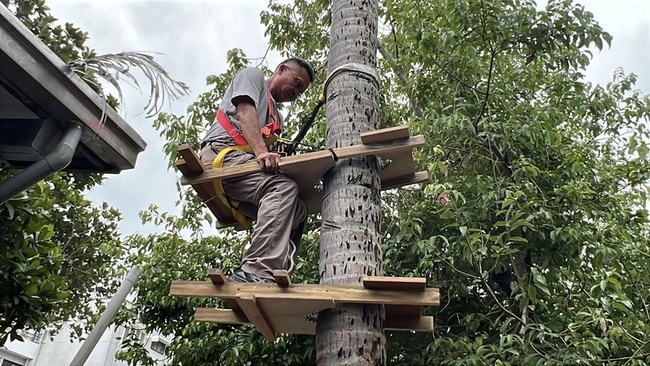 台東白冷會15顆60年椰樹藏危險 港人製工具幫鋸除 | 華視新聞