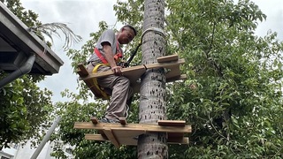 台東白冷會15顆60年椰樹藏危險 港人製工具幫鋸除