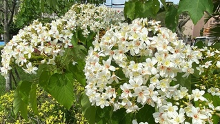 新北市客家桐花祭登場  承天禪寺周邊熱鬧市集