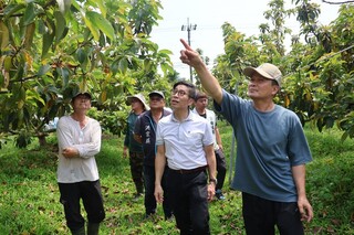 屏東酪梨落果嚴重  初估結果率不到2成