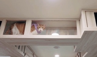 新北動保處打造友善動物辦公室 有如喵星人基地