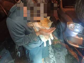 貓咪失蹤藏身轎車引擎蓋 彰警尋獲送還失主