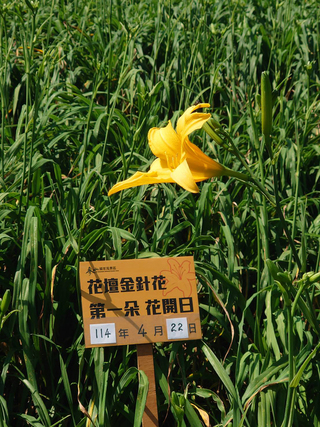 虎山巖金針花首開3朵  估母親節迎30萬花海