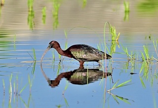 稀有迷鳥彩䴉台東現蹤  鳥友感覺中大獎