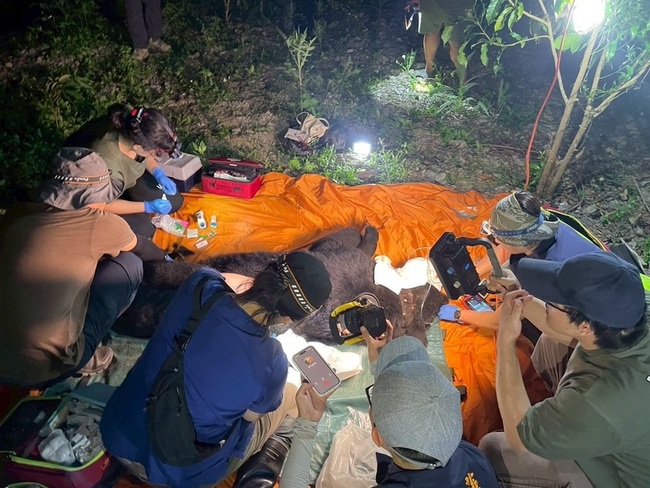 花蓮卓溪黑熊再度掠食家犬作勢攻擊人 中槍後死亡 | 華視新聞