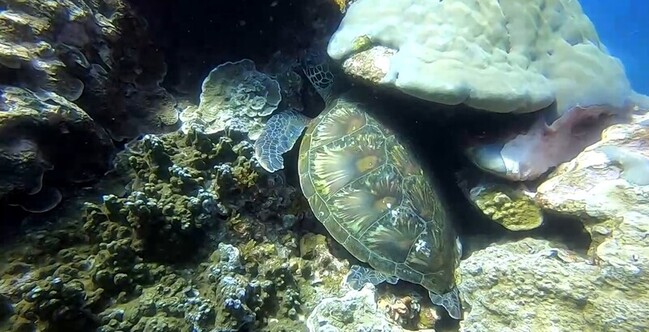綠島海域記錄到5種海龜  綠蠵龜約8成 | 華視新聞