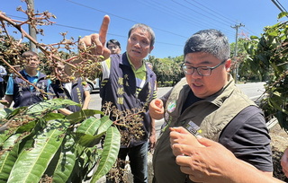氣候異常嘉義芒果成空包彈 縣府爭取災害救助