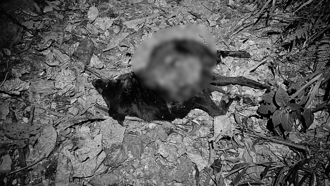 花蓮卓溪滋擾黑熊被槍殺 村民鬆口氣仍擔心還有熊 | 華視新聞
