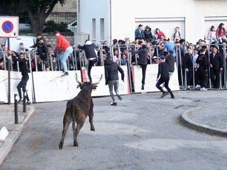 梵谷「星夜」旁被公牛追 法國亞爾鬥牛節仍受爭議