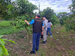 花蓮改良種芒果低溫致災  現金救助申請至5/6