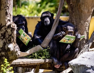 世界閱讀日 壽山動物園製「可食書」給黑猩猩