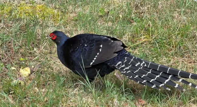 遊客亂丟地瓜 阿里山黑長尾雉遭「間接」餵食 | 華視新聞