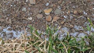 合歡山松雪樓下冰雹 落地彈跳腳邊遊客一陣驚呼