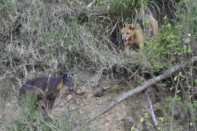 台灣野山羊誤入台東市鯉魚山 遭野狗追捕5小時 | 華視新聞