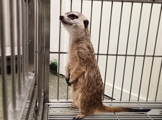 狐獴三芝迷路探頭探腦  新北動保處帶回協尋飼主