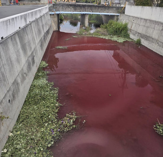 染花業者排廢水  彰化崙仔尾大排成紅色河流