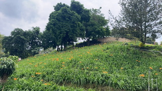嘉義竹崎親水公園花旗木沿牛稠溪盛開 美景如畫