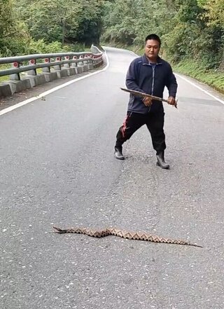 1.5米百步蛇南橫過馬路  布農族清潔隊員引導離開